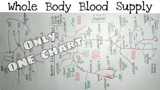 Whole Body Blood Supply  12  Upper limb Lower limb Thorax Abdomen Head and Neck Artery [upl. by Matheson]