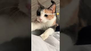 When l learnt the cat’s voicecat funnyvideo kitty pet fyp cats [upl. by Igal]