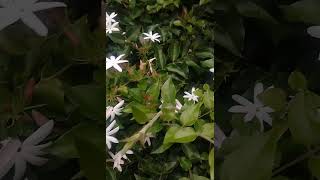 Star jasmine Jasminum multifilorum Lamiales nature relaxingsound flowers shortvideo 😌🌹❤️ [upl. by Yerd484]