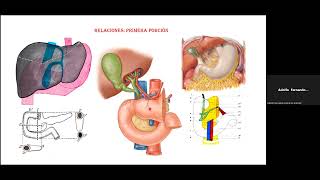 sistema digestivo intestino delgado 2 yeyuno ileon [upl. by Ettevets]