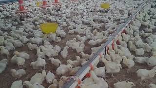 Broiler poultry poultry Farm chicken poultry Farm 🏠House 🐤🐤Age 8 Days [upl. by Braswell]