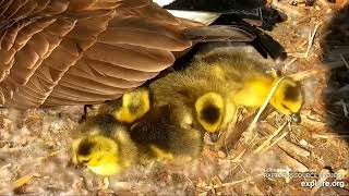 Decorah Goose Cam 🐥🐥🐥 SIX hatched healthy happy goslings 🐥🐥🐥 2023 Apr 25 [upl. by Einnal]