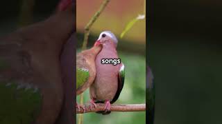 Animal Facts Bird Duets Natures Sweet Symphony 🎶birds animals singing duet bonding [upl. by Nanam93]