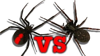 Redback Spider Vs Black House Spider Touch Taste Kill [upl. by Eilac]