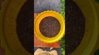 How to grow coriander leaves at home from seeds organicgardening shortsfeed [upl. by Airetnohs]