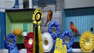 Colorbred Canary Club of Miami Show Winners 2010httpwwwcolorbredcanaryclubofmiamiwebscom [upl. by Ithsav]