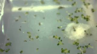 seed germination with contaminant [upl. by Everara]