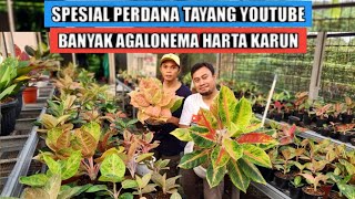 Banyak aglaonema harta karun perdana tayang youtube [upl. by Ihcalam107]