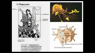 Biologie cellulaire S1  Membrane plasmique 5 Endocytose et Exocytose  Vidéo 11 partie 1 [upl. by Morocco]