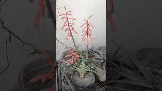 gonialoe tiger aloe  hybrid aloe blooming in march shorts  Grow green 445 [upl. by Boy460]