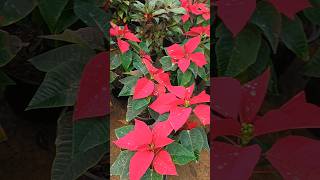 Poinsettia plant shwetagaur1675 [upl. by Hilarius]