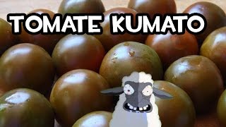 Germinar un Tomate Kumato en Casa  Muy fácil [upl. by Burner]