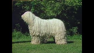 Komondor  AKC Dog breed series [upl. by Langan]