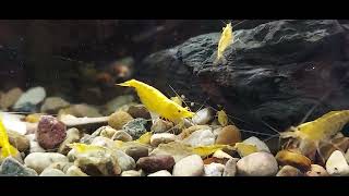 Lots of Bebe Shrimps Freshwater ornamental shrimp  species Neocaridina quotNeon Yellowquot [upl. by Perren]