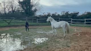 redonner confiance à un cheval [upl. by Gunzburg]