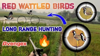 Amazing 😍 Red Wattled Lapwing Hunt • Tatehar ka Shikar •Tatehar•Bird Hunting Video •Hunting [upl. by Celisse]