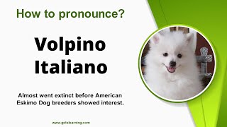 How to pronounce Volpino Italiano in English Correctly [upl. by Wendel356]