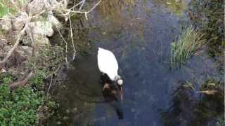 Wood Stork Catches Fish [upl. by Eph]