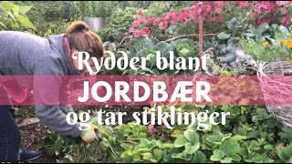 Rydder blant jordbær og tar stiklinger [upl. by Tacy]