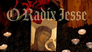 O RADIX IESSE O Antiphon and Magnificat 37 [upl. by Grobe]