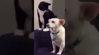 Cats skippity pap Try Not to Laugh [upl. by Kciredohr]