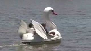 Swan Boats  OKC Zoo [upl. by Aisiram]