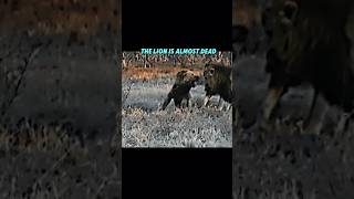 Lion vs lion king trending animals wildlife shorts lion lionking viralvideo [upl. by Hildebrandt]