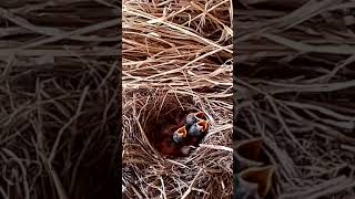 Sooty chat trying Birds trying to bring food for babies to eat12 [upl. by Uohk617]