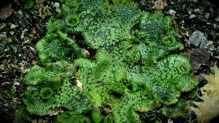 Time Lapse of Liverwort Plant Taking Over the Planter [upl. by Waneta]