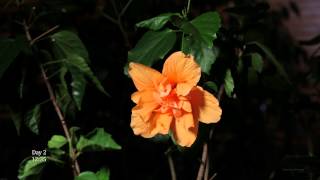 Life of an Hibiscus Flower Time Lapse 4K UHD HD [upl. by Namsaj891]