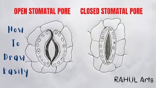 How To Draw Open and Closed Stomatal Pore  Stomata Diagram  How To Draw Easily RAHULArtsBiology [upl. by Saw]