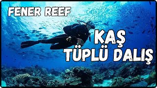 Kaş Tüplü Dalış  Fener Reef Dalış Bölgesi  Scuba diving [upl. by Eneles]