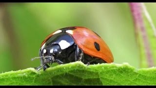 Sevenspotted Lady Beetle Coccinella septempunctata [upl. by Ylrebma578]