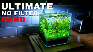 ULTIMATE NANO Aquarium How To 2 Gallon Fish Tank  No Filter No Heater No Ferts No co2 [upl. by Yrffoeg]