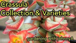 Crassula Collection Species and Varieties Update  A Detailed Tour [upl. by Aviv]