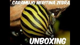 Unboxing Caramujo Neritina Zebra [upl. by Kaine520]