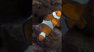 Curiosidades del pez payaso 🐠 🤡shorts short shortvideo shortsviral pez curiosidades mundomar [upl. by Aihpled]