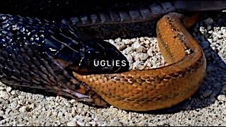 UICIDEBOY  Ugliest Lyric Video [upl. by Kwapong]