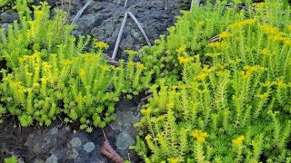 SEDUM MEXICANUM sedum rochas dicasdecultivo dicasparainiciantes mexicanum crassula [upl. by Nniroc100]