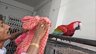 How to Catch Big Parrot Macaws Cockatoos Easily  Biting Power Of Big Parrots [upl. by Nhguavad288]