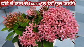 low care flower ixora  how to get more flowers in Ixora  ixora plant care [upl. by Ettenowtna345]