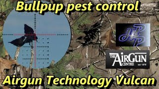 Air rifle hunting  pest control  bullpup shooting rabbits  pigeons crows [upl. by Trabue]