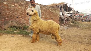 Top Quality double hadi Mundra chatra kaka gulabi mundri female  bakra mandi gujranwala [upl. by Roban704]