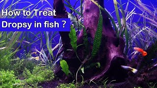 How to Treat Dropsy in fish [upl. by Brandt276]