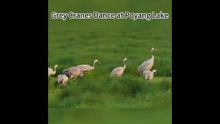 Grey cranes dance at Poyang Lake Chinas largest freshwater lake MeetJiangxi [upl. by Bitthia]