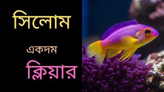 সিলোম কি The Surprising Answer [upl. by Vihs872]