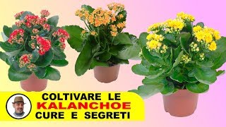 KALANCHOE COLTIVAZIONE CURE E SEGRETI [upl. by Julina956]