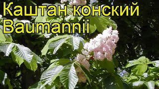 Каштан конский Баумани Краткий обзор описание характеристик aesculus hippocastanum Baumannii [upl. by Gerald279]