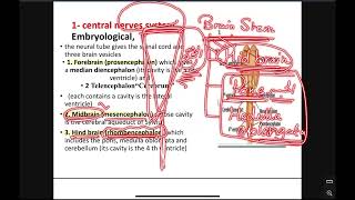 HU CNS Anatomy Lecture 1 [upl. by Nahshun902]