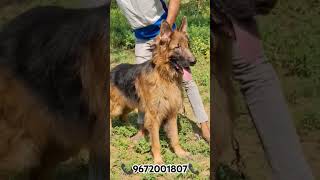 pets puppydoglover trendingshorts [upl. by Sella]